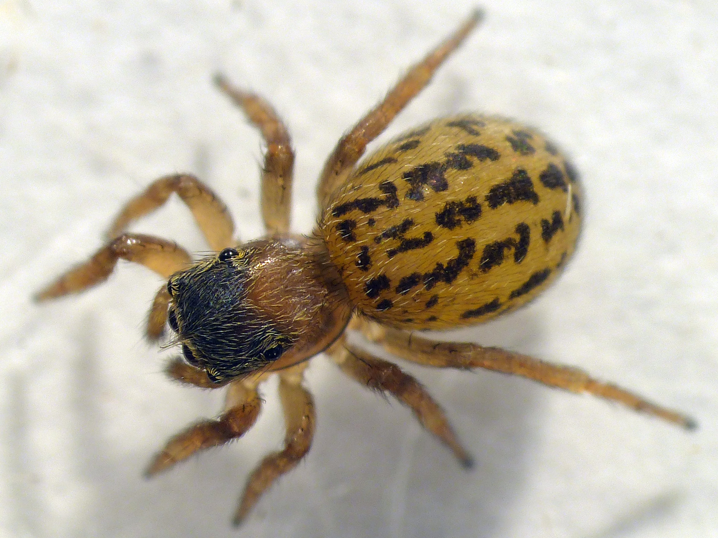 Springspinne (Euophrys frontalis) im Supermakro