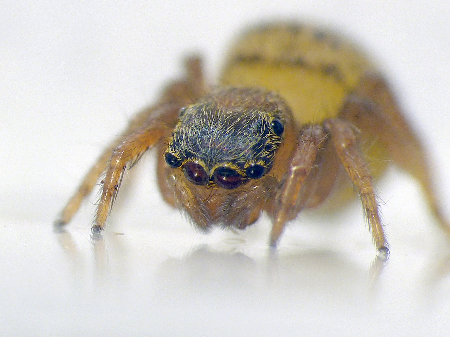 Springspinne (Euophrys frontalis) im Supermakro - 8 Augen 