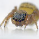 Springspinne (Euophrys frontalis) im Supermakro - 8 Augen 