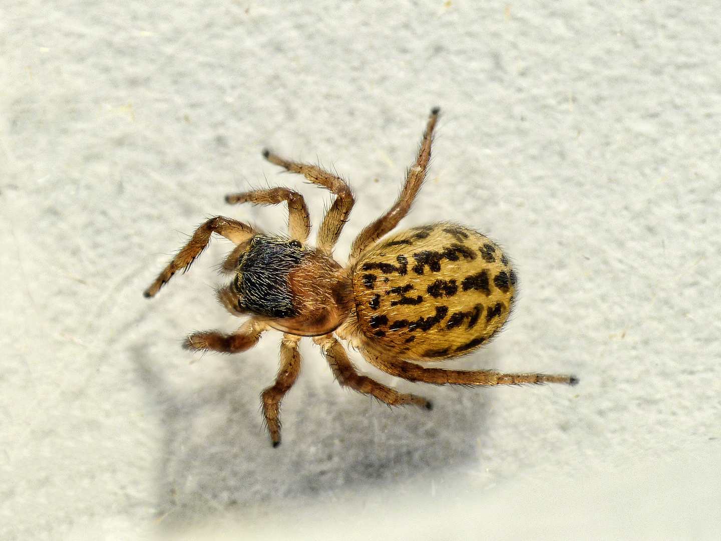 Springspinne (Euophrys frontalis) im Supermakro