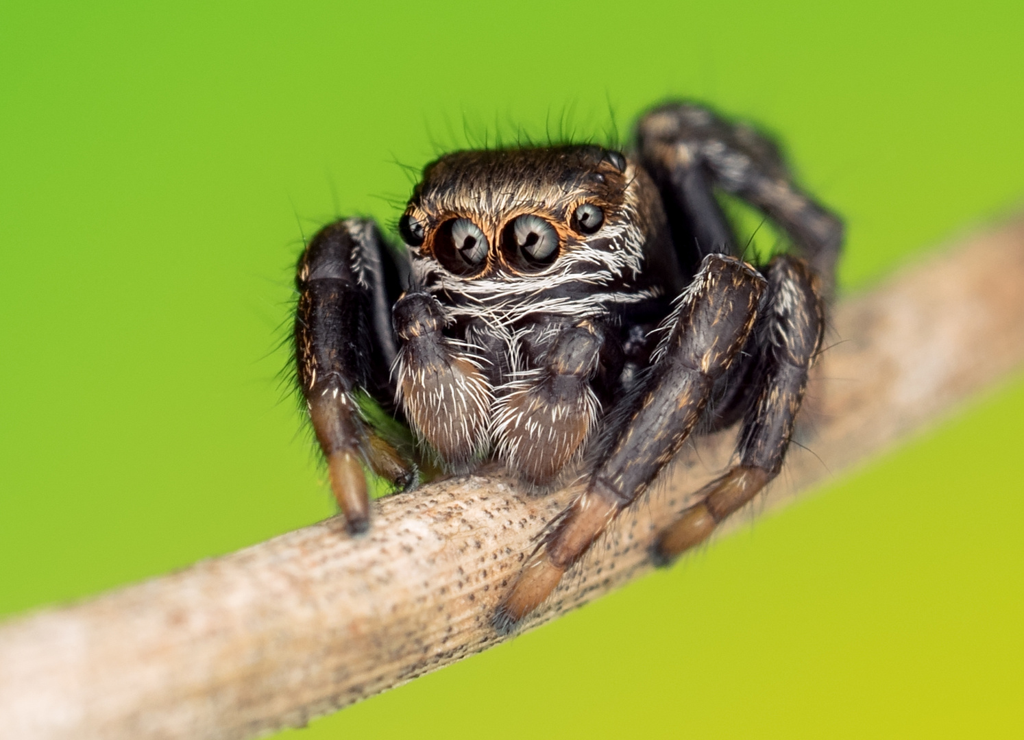 Springspinne (Evarcha falcata)