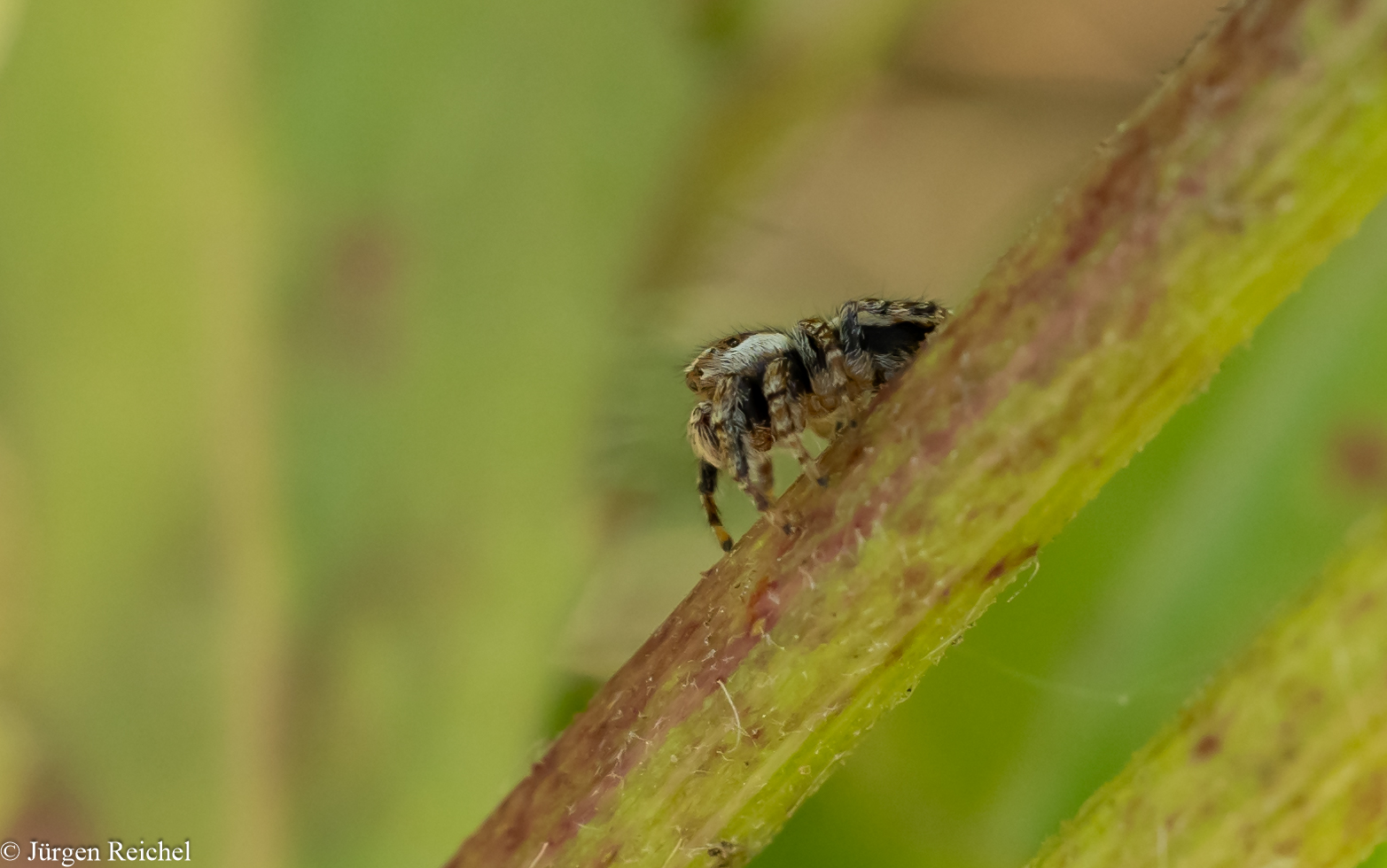 Springspinne ( Evarcha falcata ) 