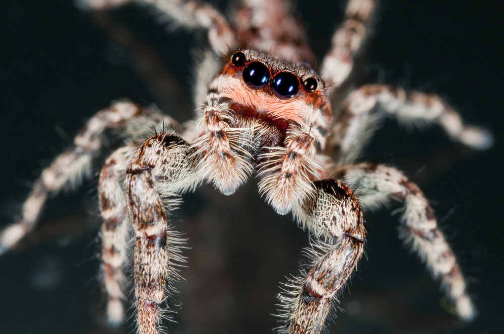 Springspinne