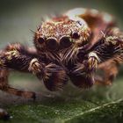 Springspinne