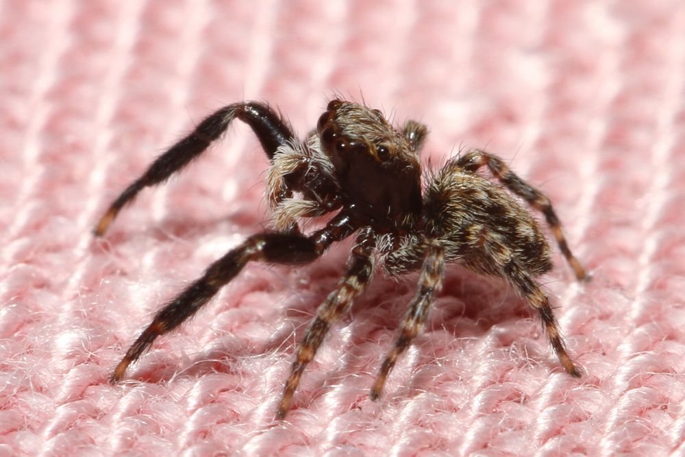 Springspinne