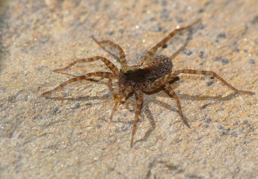 Springspinne