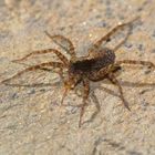 Springspinne