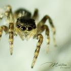 Springspinne