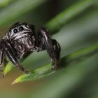 Springspinne