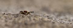 Springspinne
