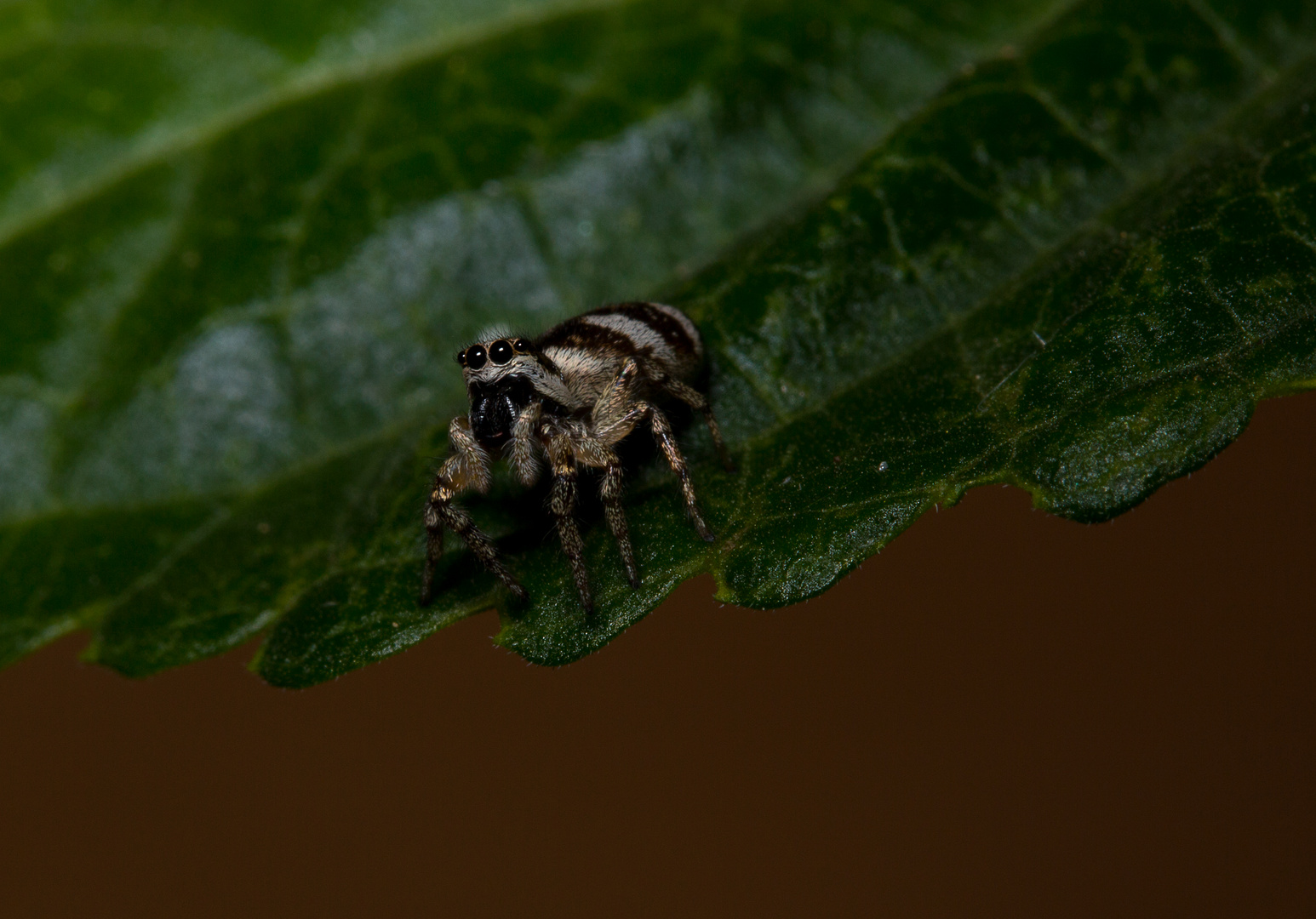 Springspinne