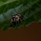 Springspinne