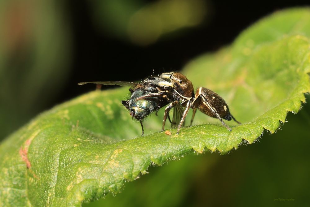 Springspinne frisst Fliege