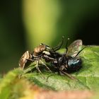 Springspinne frisst Schmeissfliege