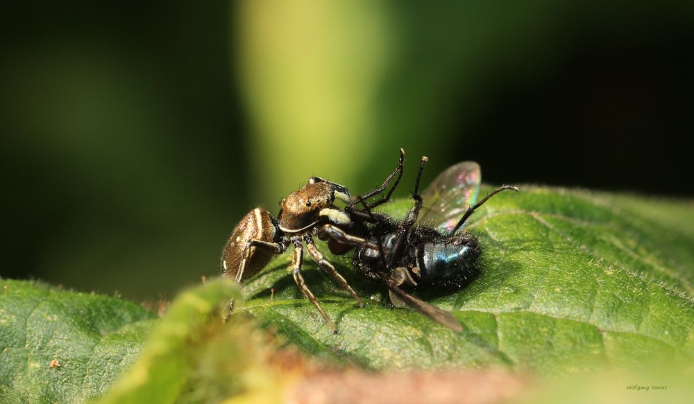 Springspinne frisst Schmeissfliege