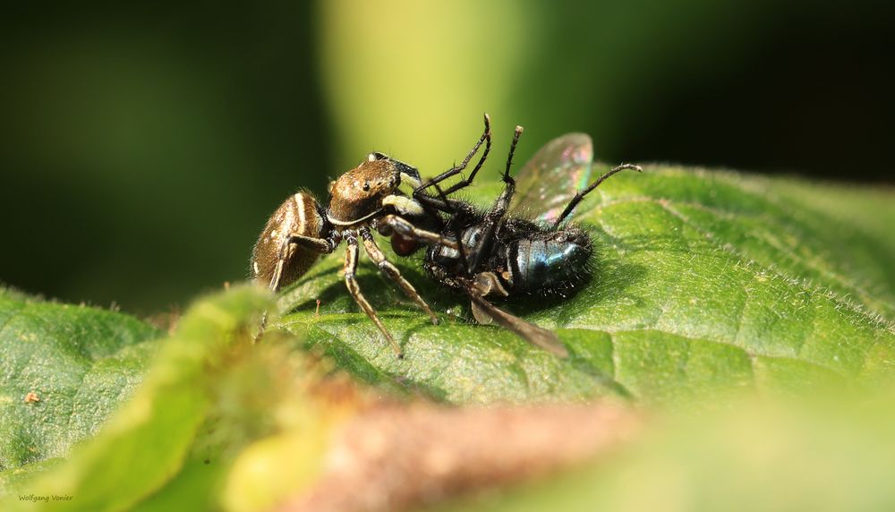 Springspinne frisst Schmeissfliege