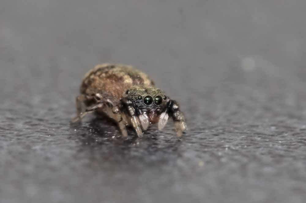 Springspinne frontal