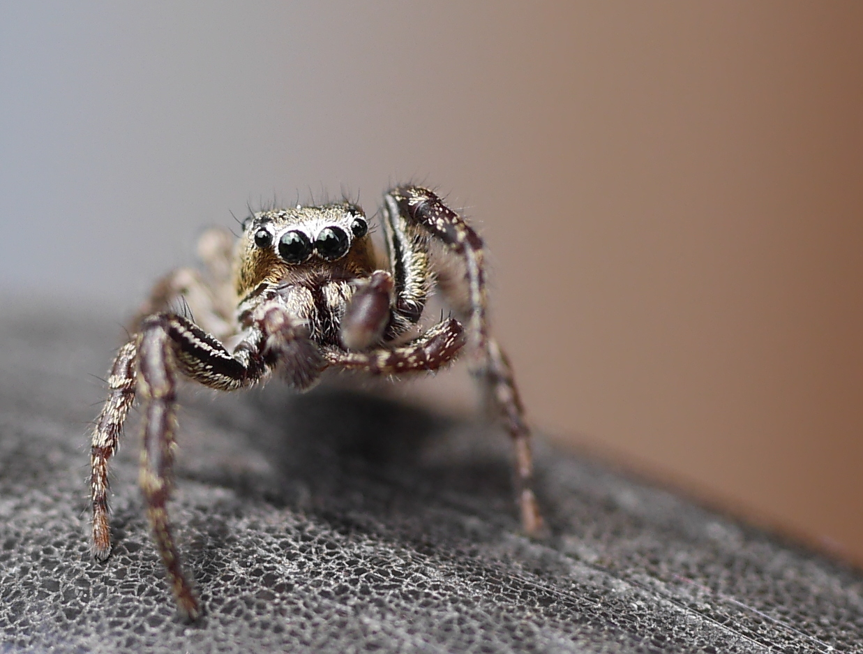 Springspinne ganz nah