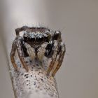 Springspinne (Habrocestum-egaeum)