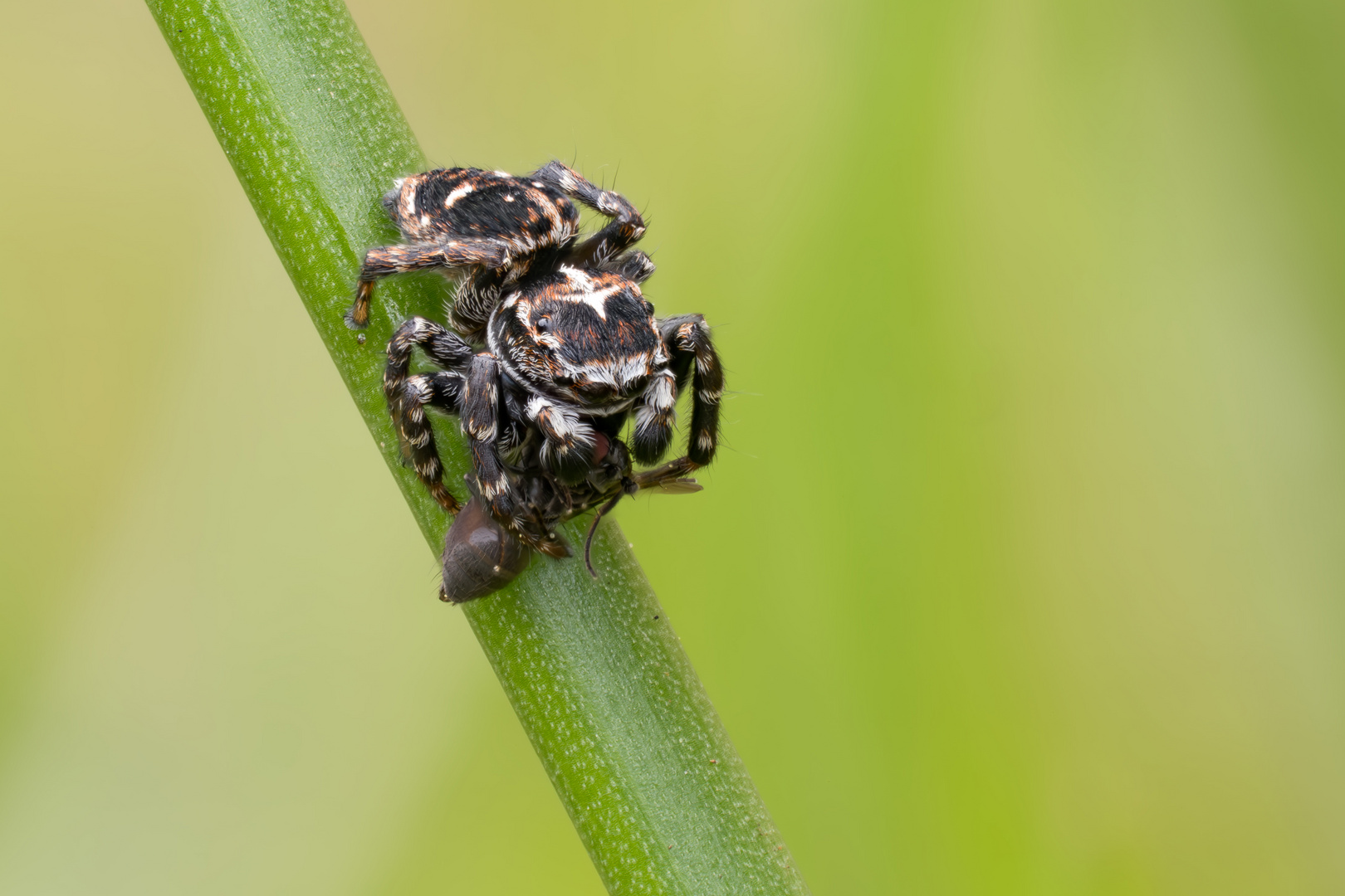 Springspinne (Habrocestum-egaeum)