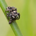 Springspinne (Habrocestum-egaeum)