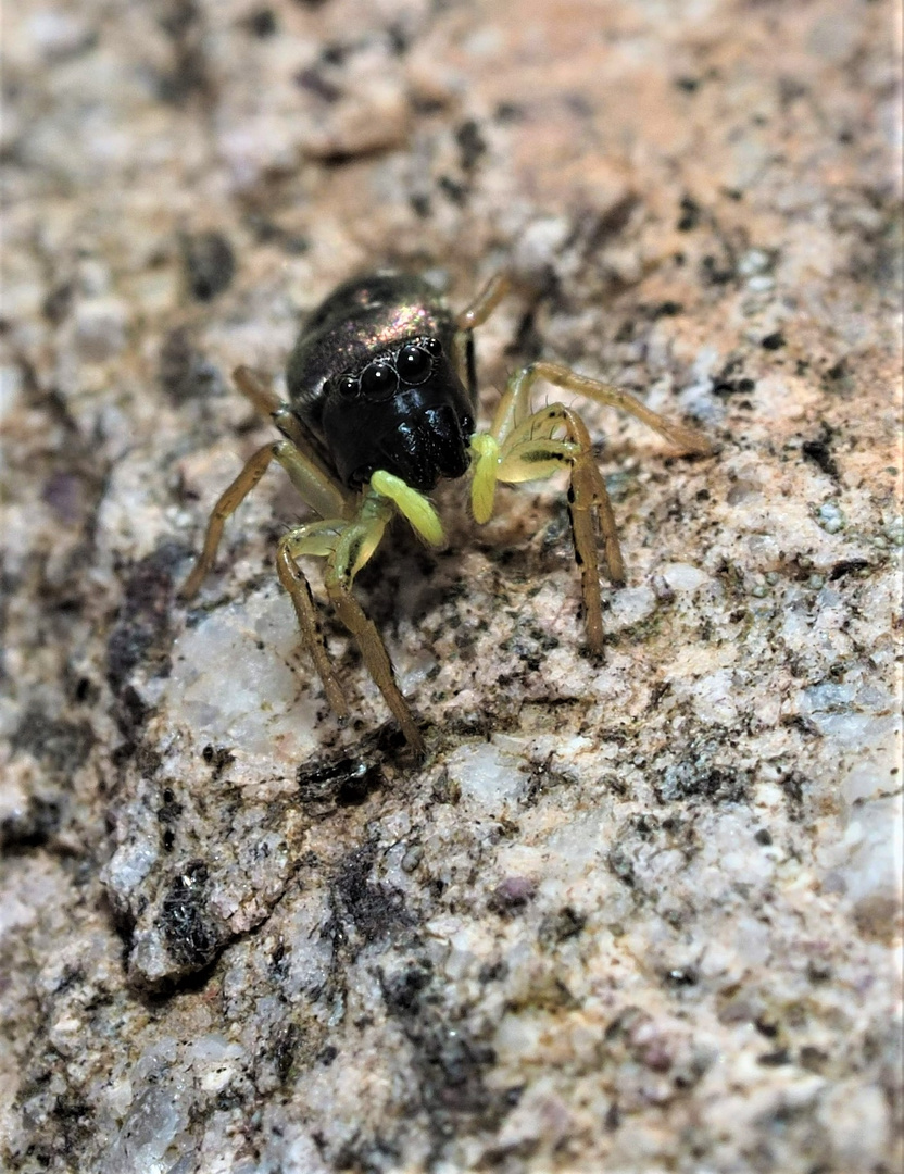 Springspinne (Heliophantus cupreus) 