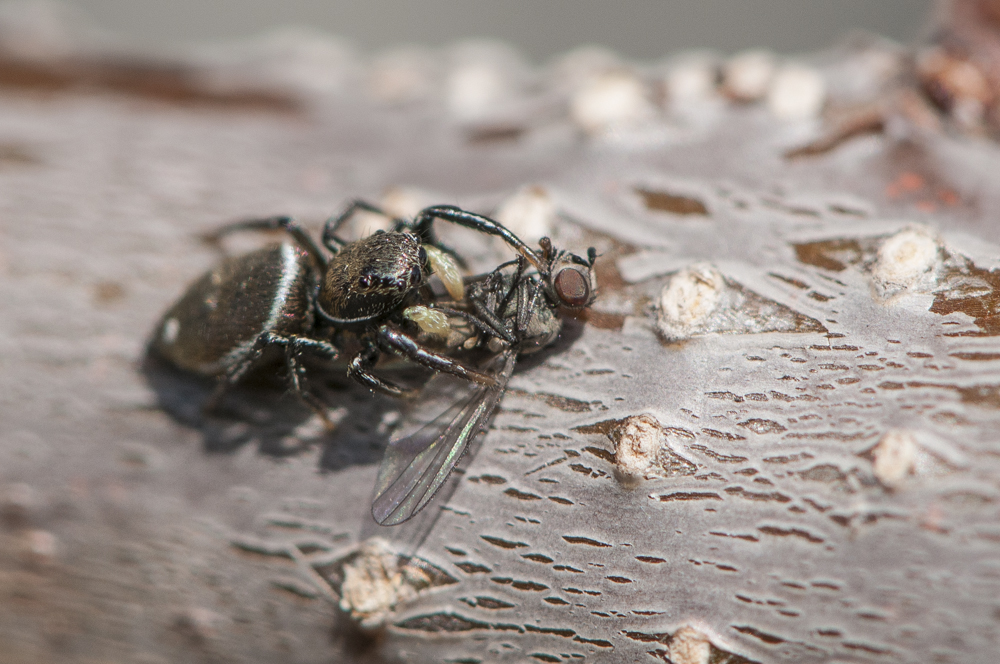 Springspinne (Heliophanus aeneus) mit Beute