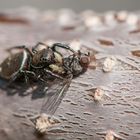 Springspinne (Heliophanus aeneus) mit Beute