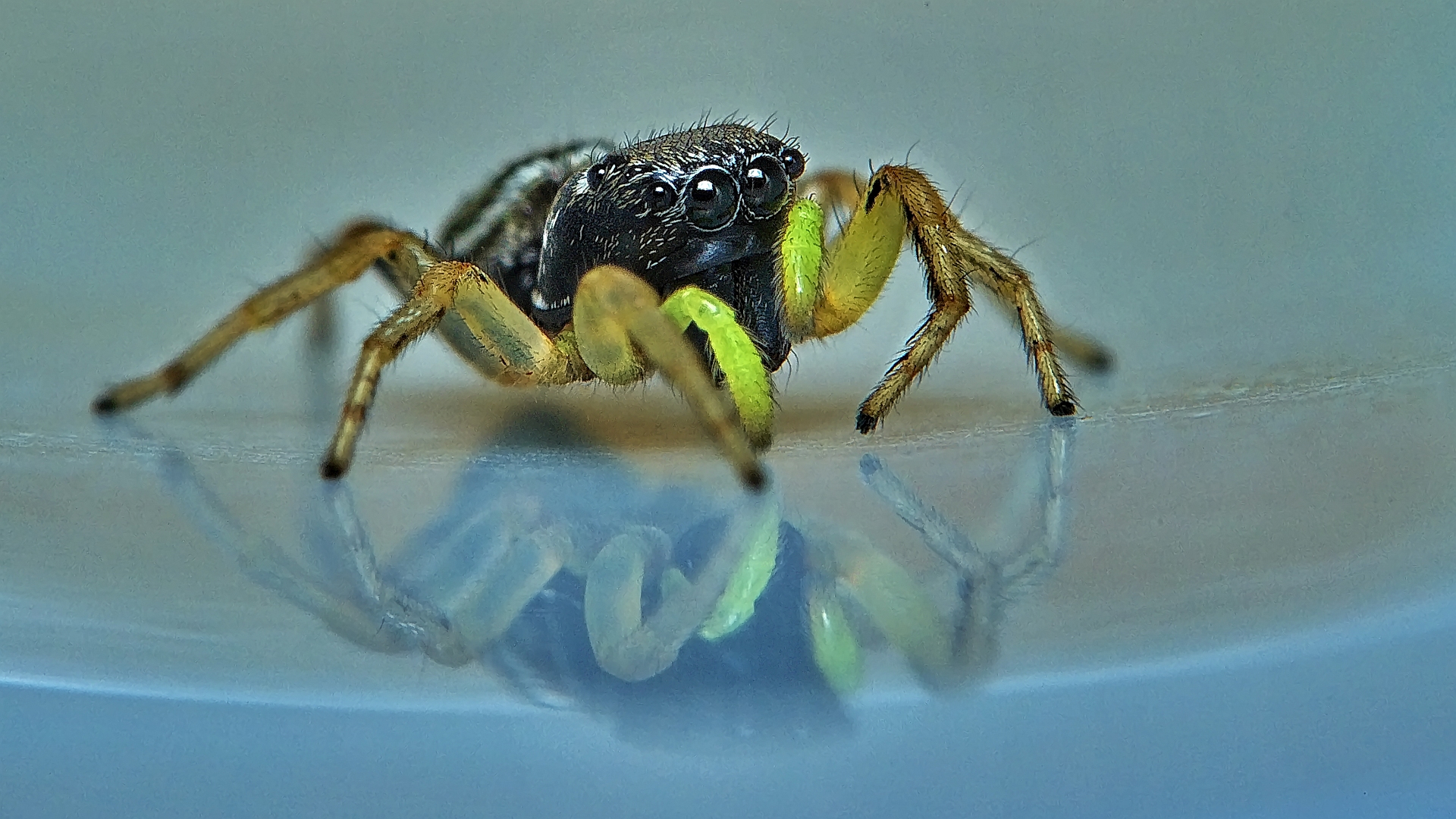 Springspinne (Heliophanus cupreus)