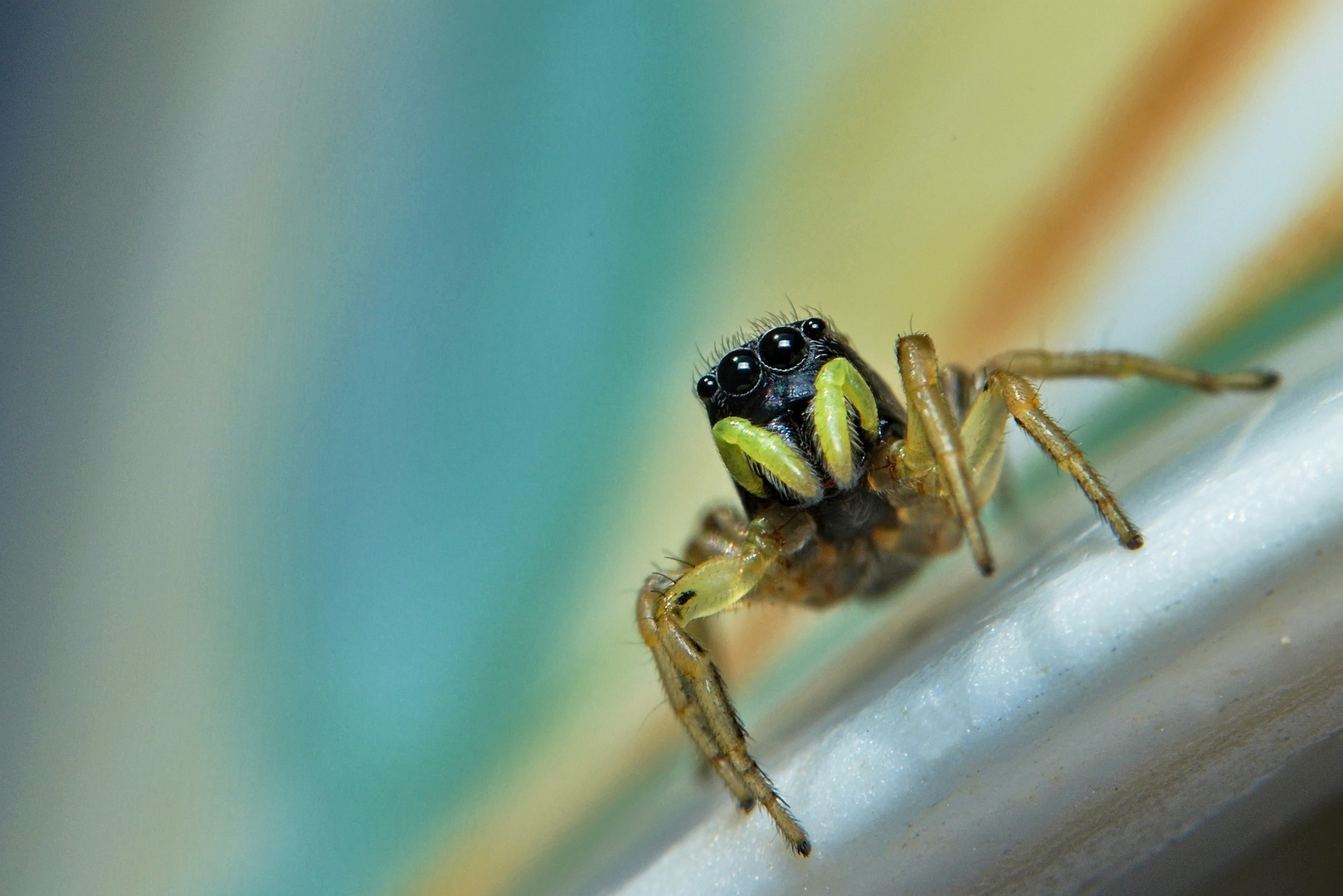 Springspinne (Heliophanus cupreus)