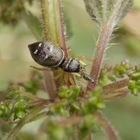 Springspinne Heliophanus cupreus nach erfolgreicher Jagd