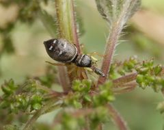 Springspinne Heliophanus cupreus nach erfolgreicher Jagd