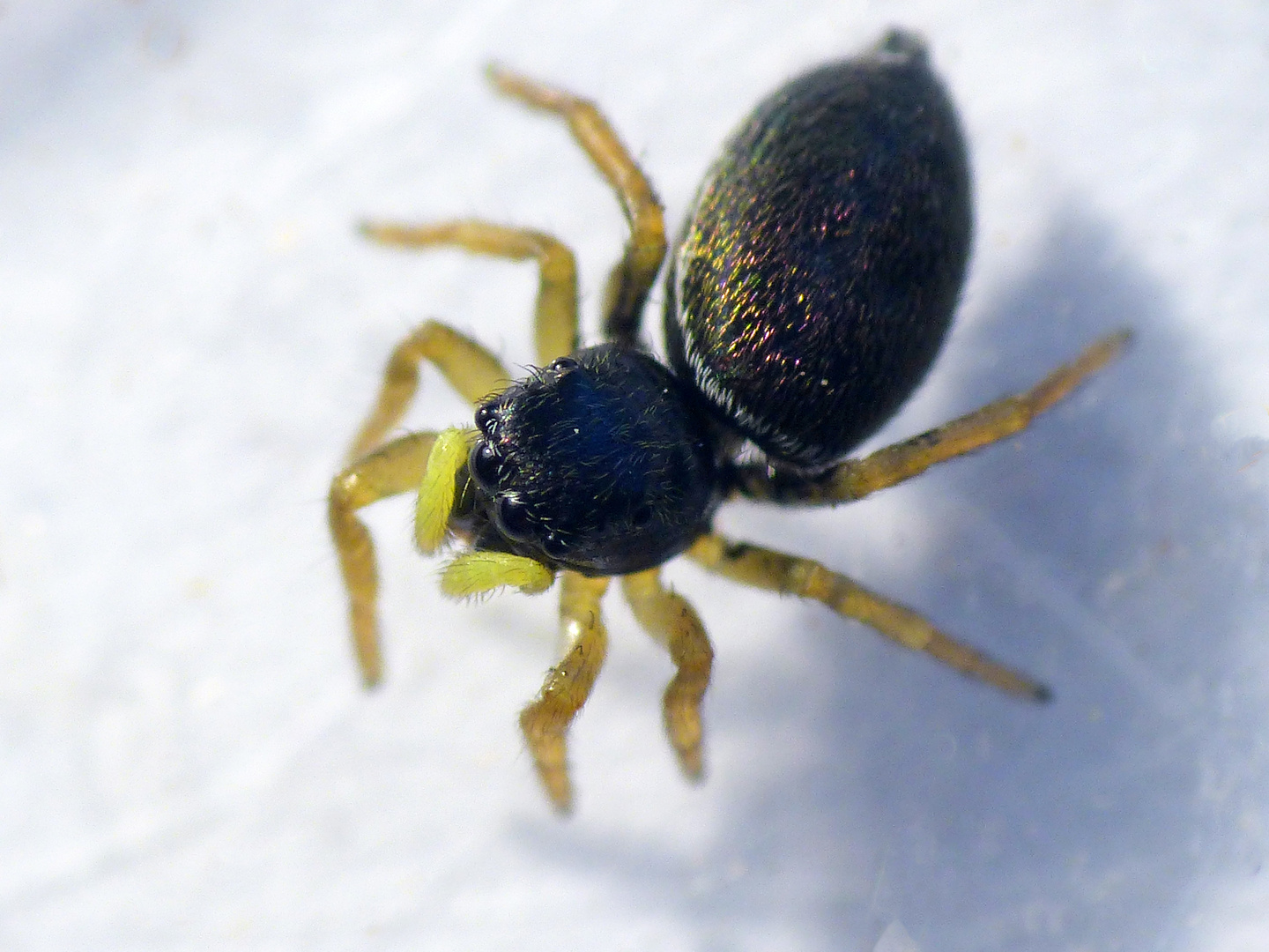 Springspinne (Heliophanus sp.)