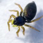 Springspinne (Heliophanus sp.)