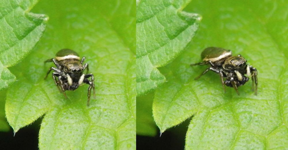 Springspinne Heliophanus sp. mit Beute