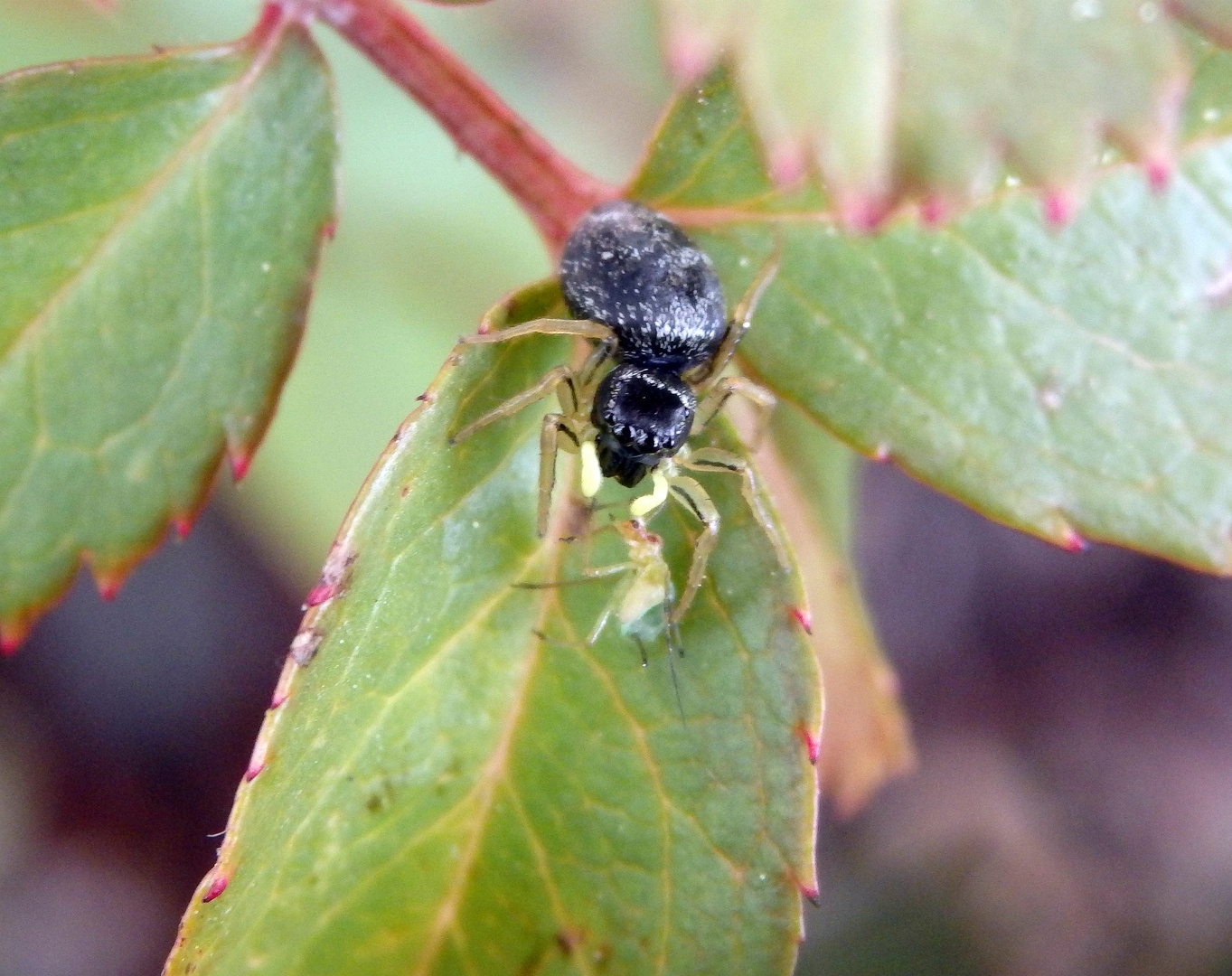 Springspinne (Heliophanus sp.) mit erbeuteter Blattlaus