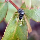 Springspinne (Heliophanus sp.) mit erbeuteter Blattlaus