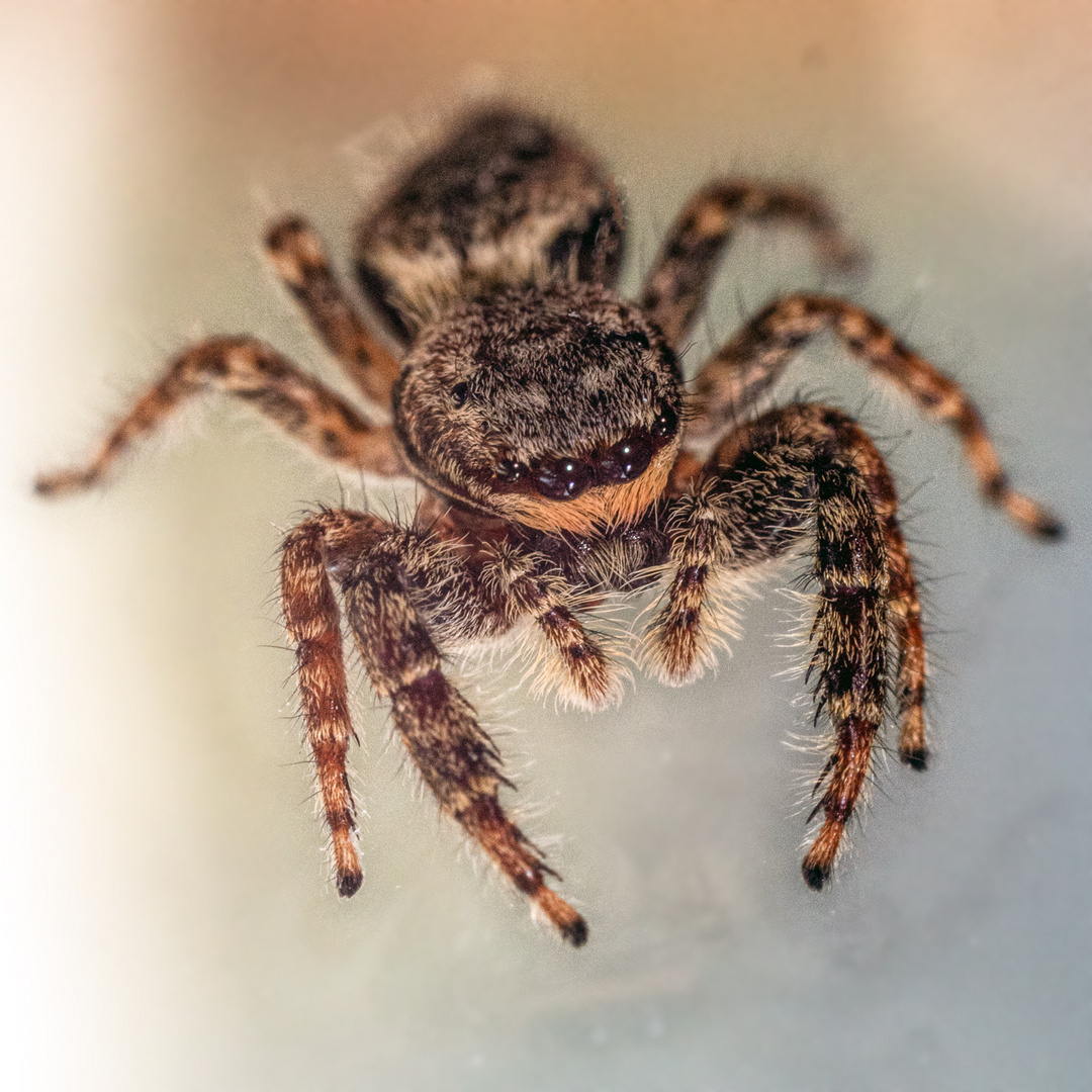 Springspinne I