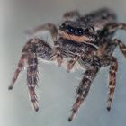 Springspinne II