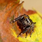 Springspinne im Herbstlaub