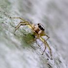 Springspinne in Borneo