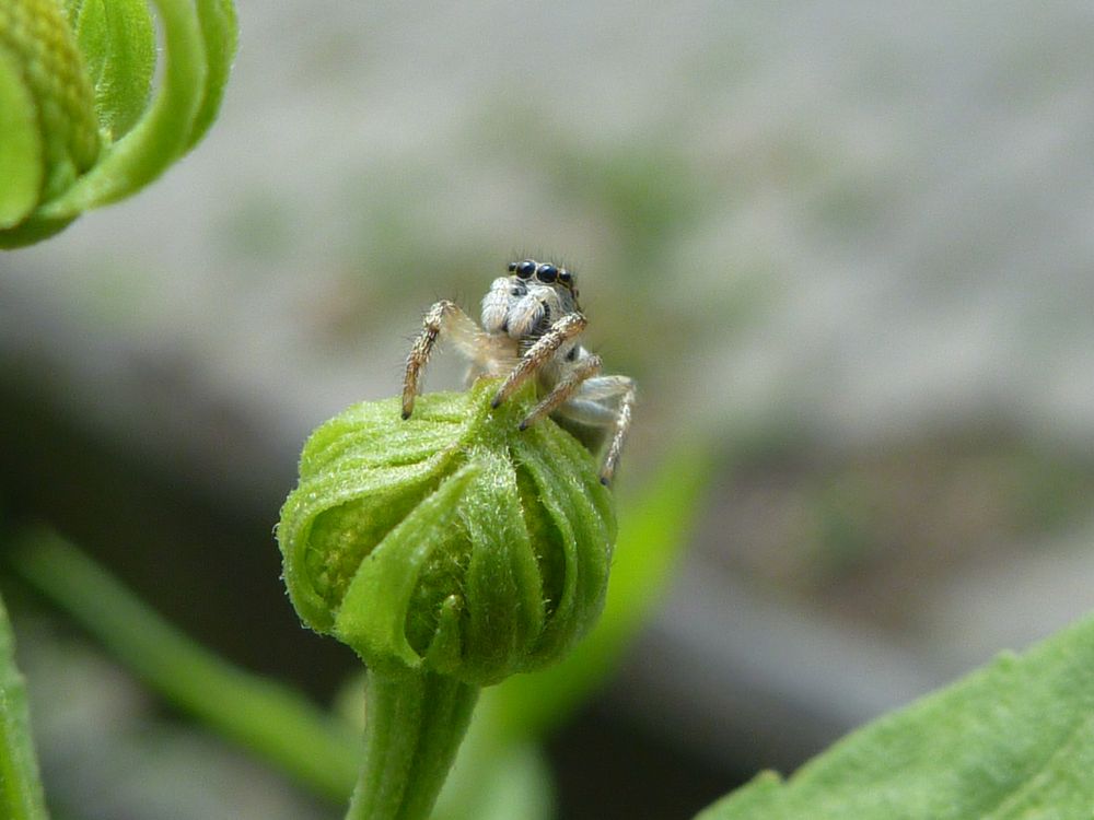 Springspinne in Deckung von Lumixkarin 