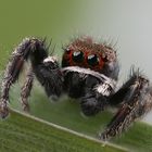 Springspinne in gross