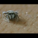 Springspinne Junior