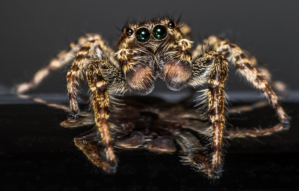 Springspinne, Männchen