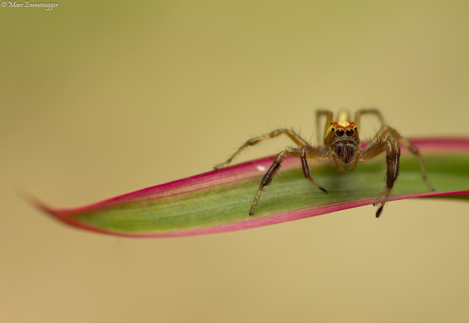 Springspinne / Makro