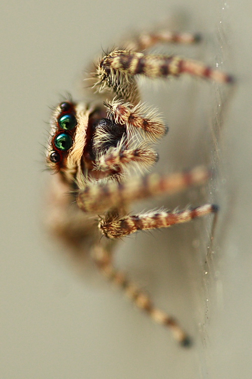 Springspinne (Marpissa muscosa)