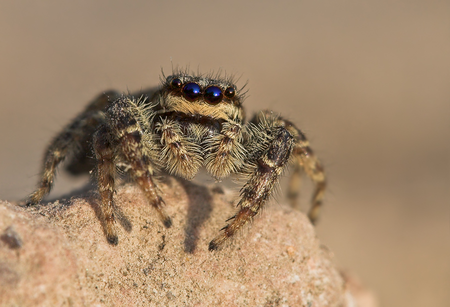 Springspinne Marpissa muscosa