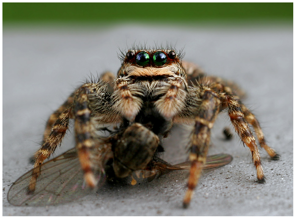 Springspinne (marpissa muscosa)