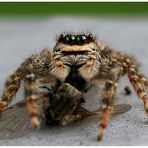 Springspinne (marpissa muscosa)